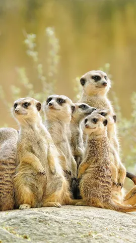 今日は世界ミーアキャットの日