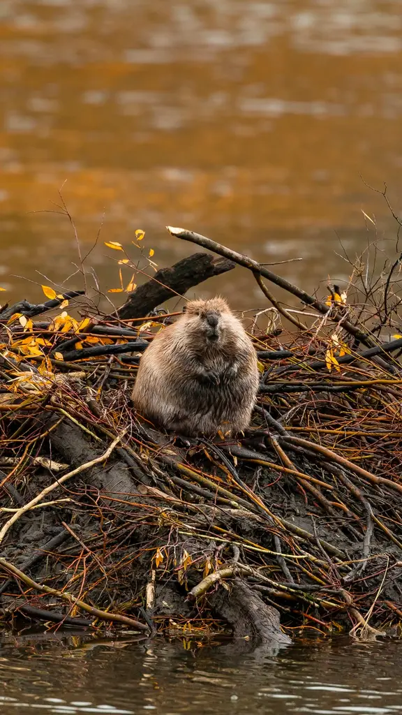 Ol&aacute;, Sr. Castor!