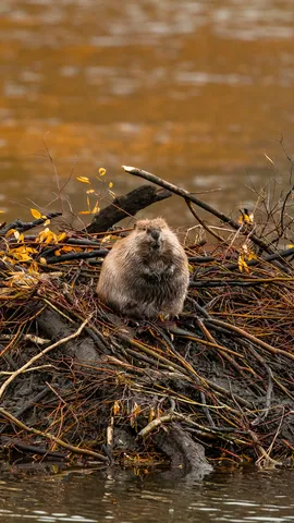 Le b&acirc;tisseur des rivi&egrave;res