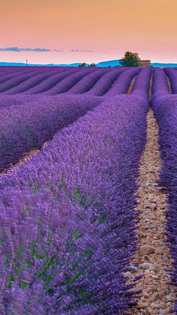 一望无际的田野