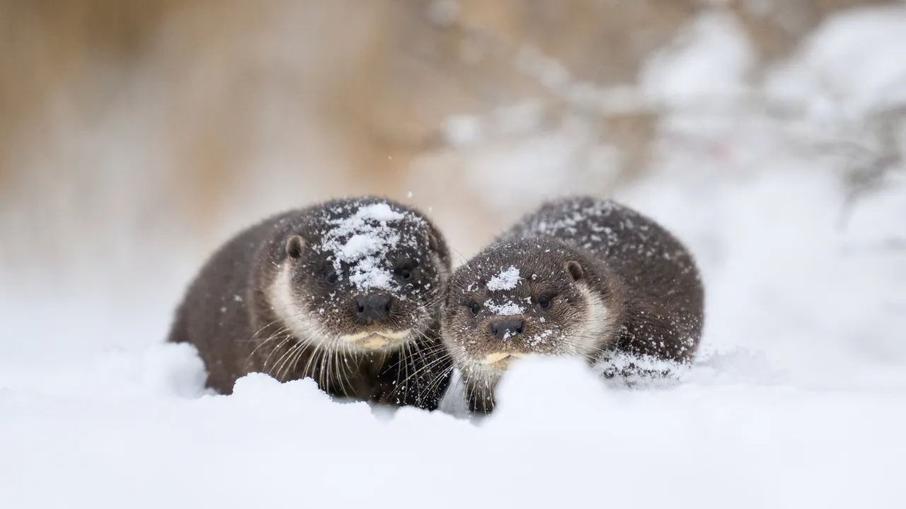 雪の上にたたずむ可愛い水辺の動物