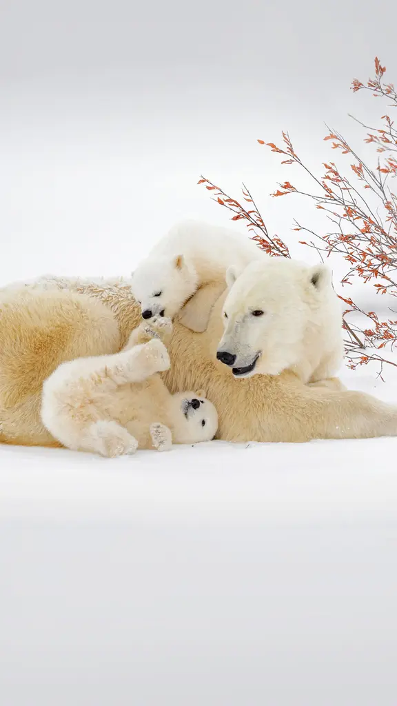 在妈妈身旁玩耍的北极熊宝宝们，加拿大曼尼托巴省