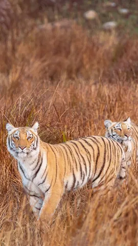 Die unz&auml;hmbare Majest&auml;t der Wildnis