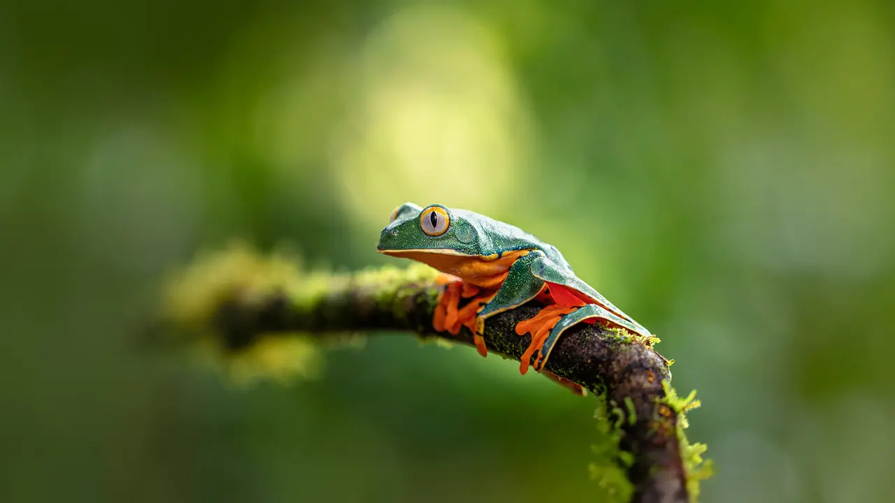 Splendid leaf frog