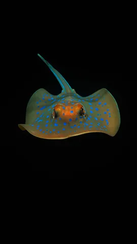 珀斯附近海域的蓝斑条尾魟，澳大利亚