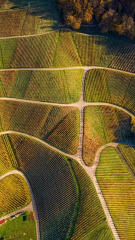 Entre videiras e hist&oacute;ria