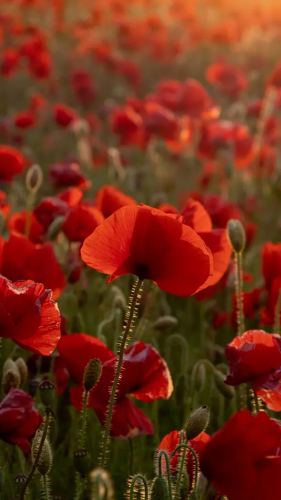 Lest we forget&hellip;