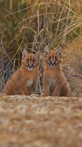 没错，我们看到了基因遗传的力量&hellip;&hellip;