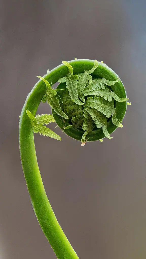 在盛产蕨菜的春日里