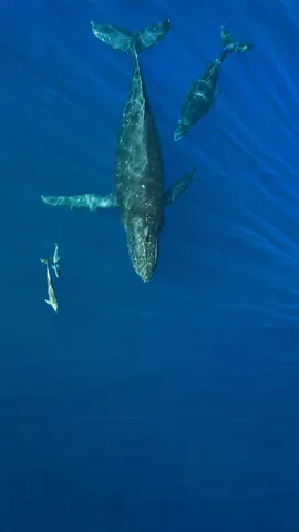 在海洋里畅游的座头鲸和海豚，美国夏威夷州