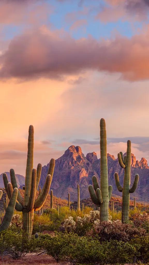 'Saguaro' you today?