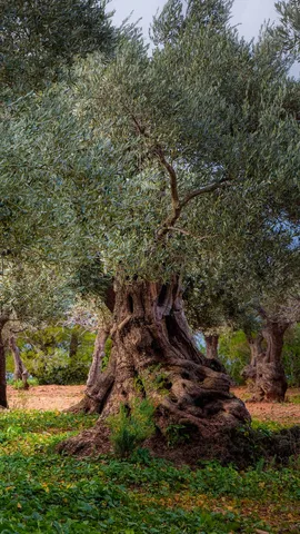 From the tree to the table