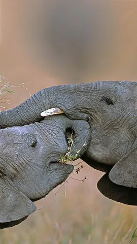 马赛马拉国家保护区中的非洲草原象，肯尼亚