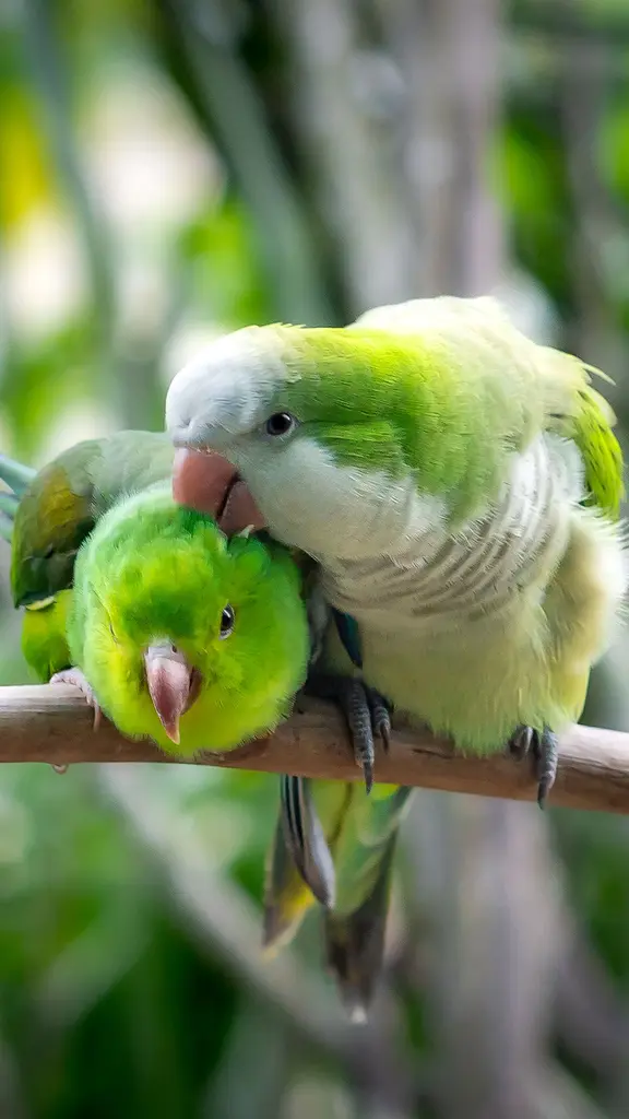 Eu sei que vou te amaaaaar