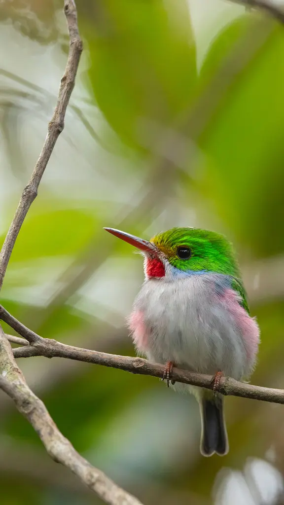 Quelle est cette mignonne cr&eacute;ature ?