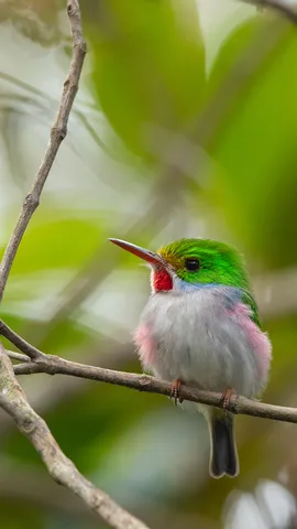 Quelle est cette mignonne cr&eacute;ature ?