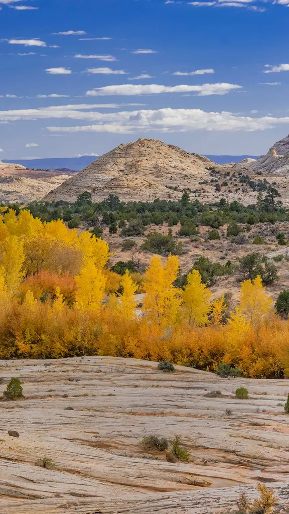 秋天的一抹金色