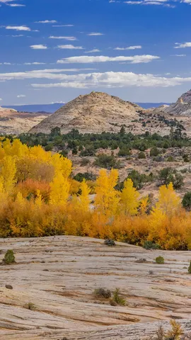 秋天的一抹金色