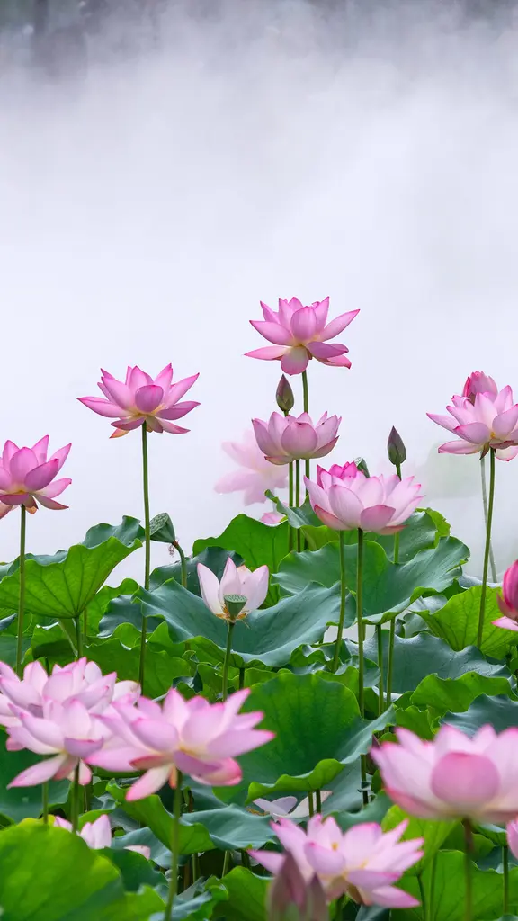 此花端合在瑶池