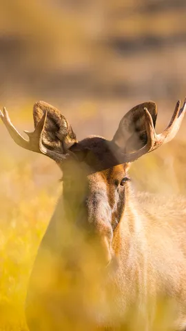 A crown in the making