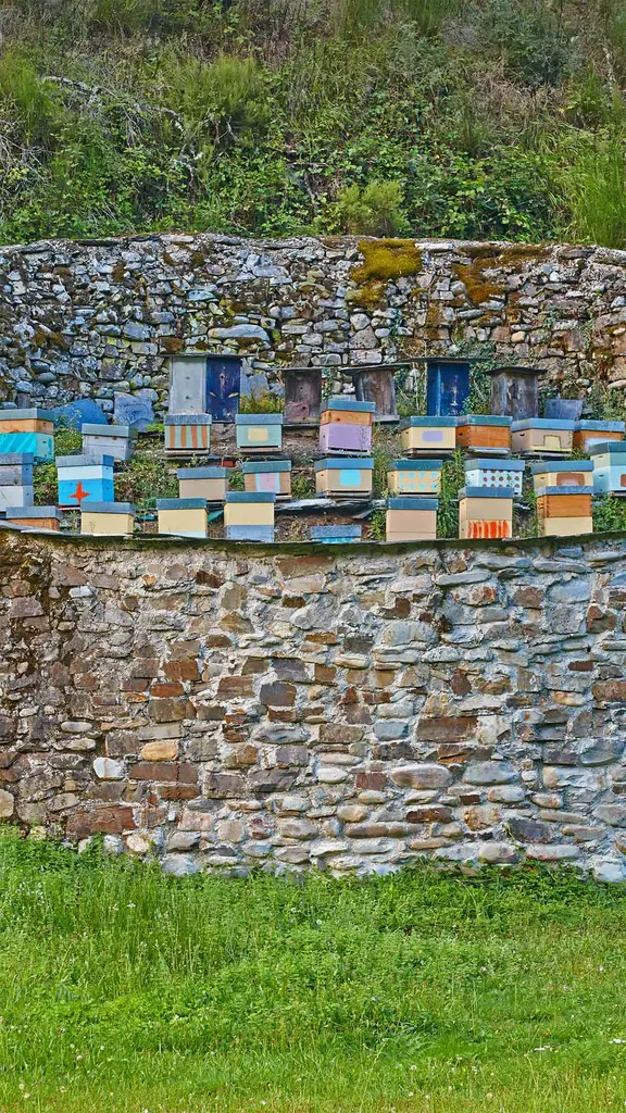 保护蜜蜂、赞美蜜蜂