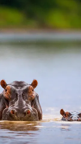 Happy Hippo Day!