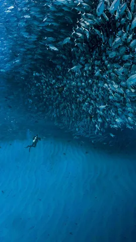 加利福尼亚湾中数千条杰克鱼成群游动，墨西哥普尔莫角国家公园