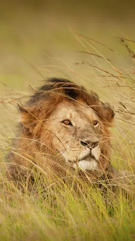 'King of the jungle'? Nope