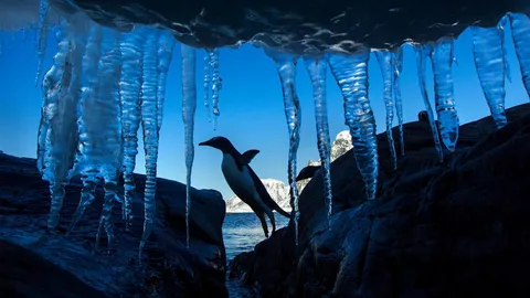 Gentoo penguin, Petermann Island, Antarctica