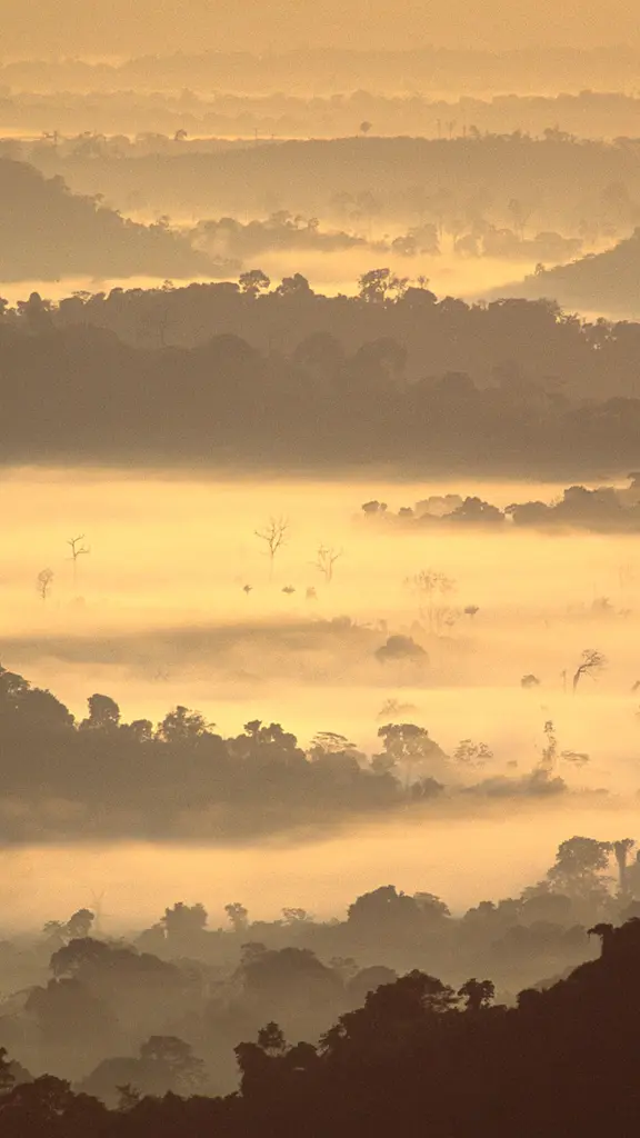 Perderse en la niebla