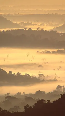 Perderse en la niebla