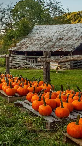 Pumpkin farm in North Carolina, United States