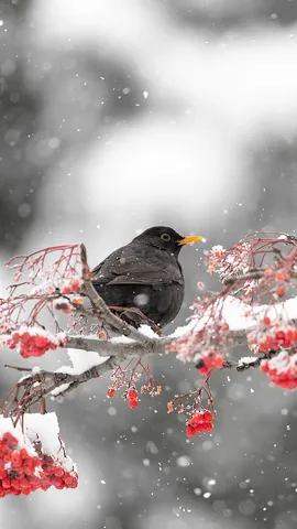 La soglia del freddo
