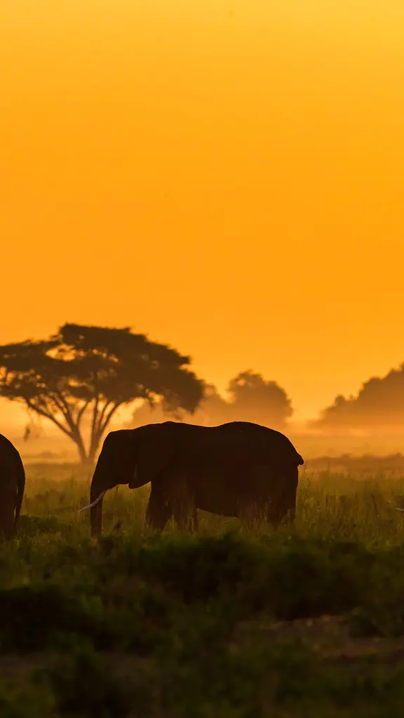 Protecting the gentle giants