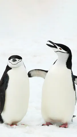 &iexcl;Vamos a hablar del tema!