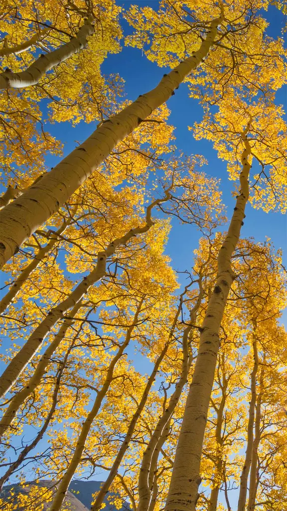 属于秋天的色彩