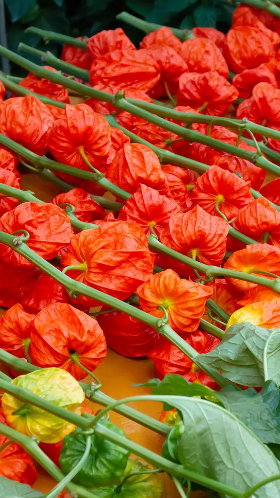 今日は四万六千日