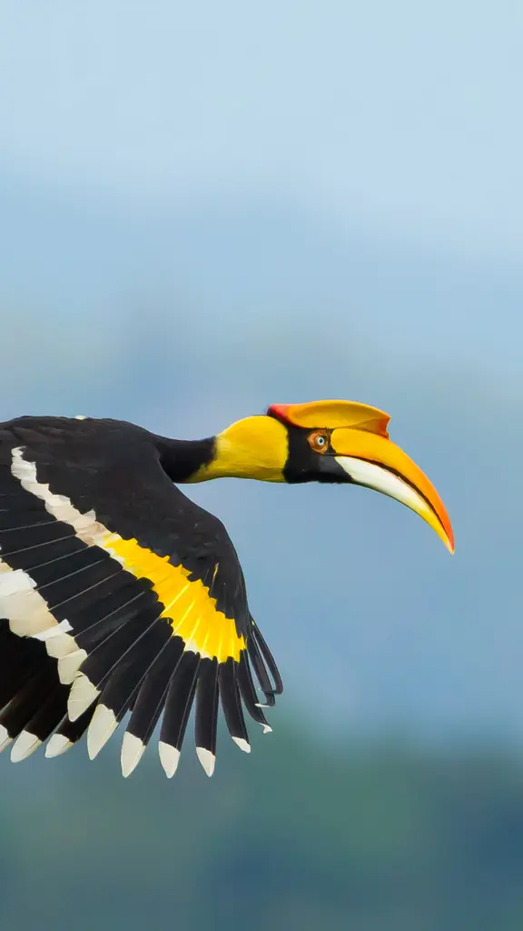 空を舞う鮮やかなオオサイチョウ