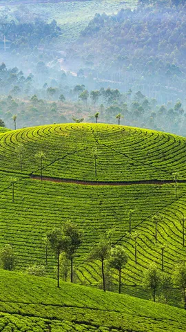 您喝的茶可能来自这里