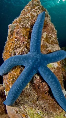 漂在海里的蓝色星星