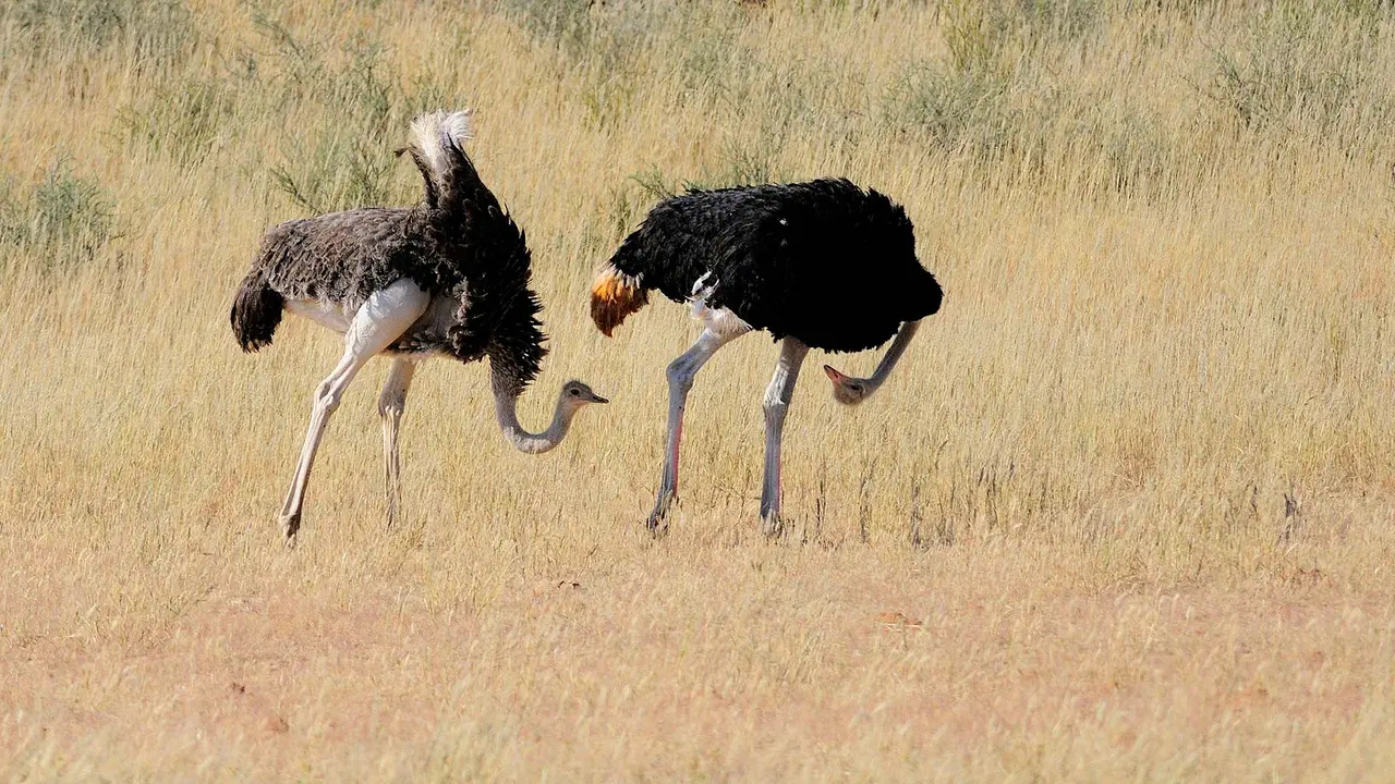 卡格拉格帝边境公园中一对正在求偶的鸵鸟，南非