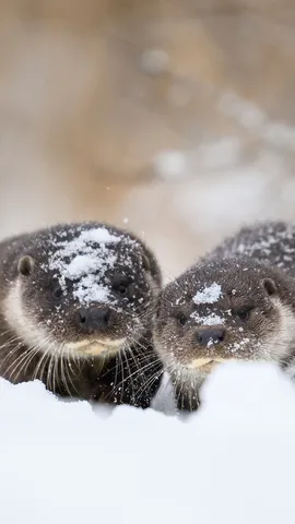 雪の上にたたずむ可愛い水辺の動物