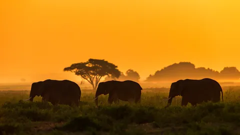 Protecting the gentle giants