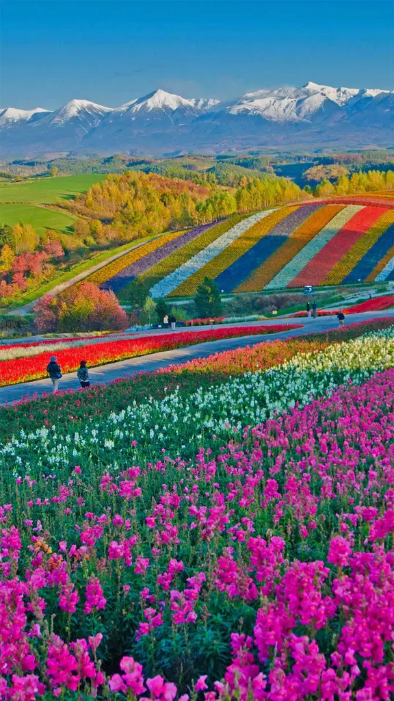美瑛町的四季彩之丘，日本