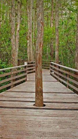 螺旋沼泽鸟兽禁猎区的小径,佛罗里达州