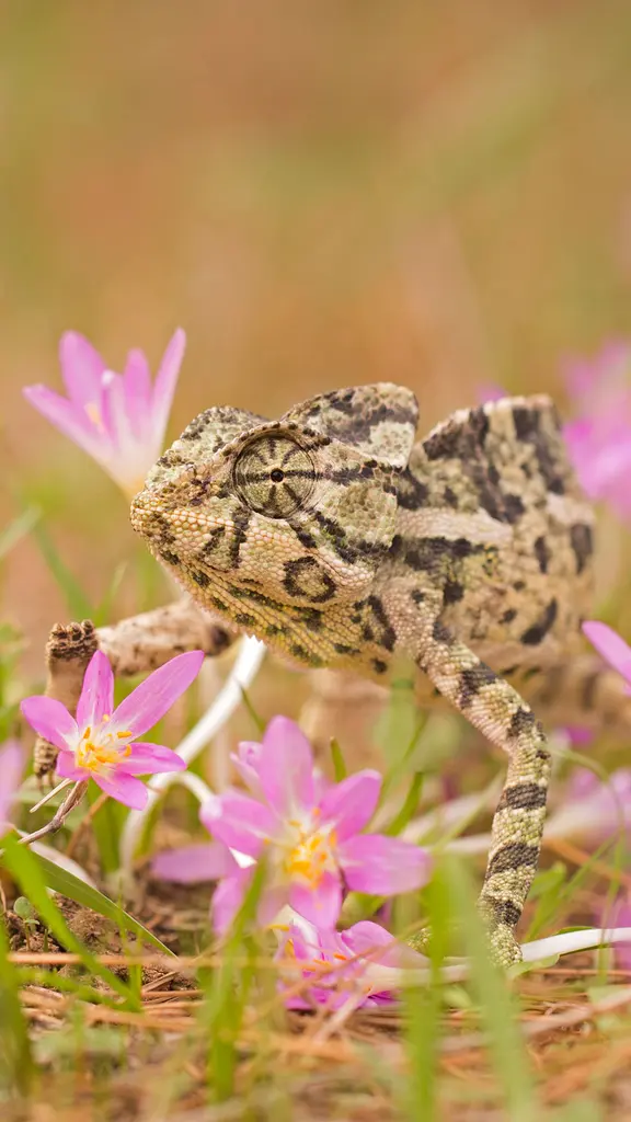 Common chameleon