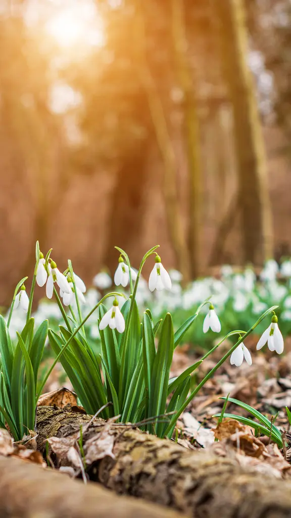 Der Fr&uuml;hling erwacht