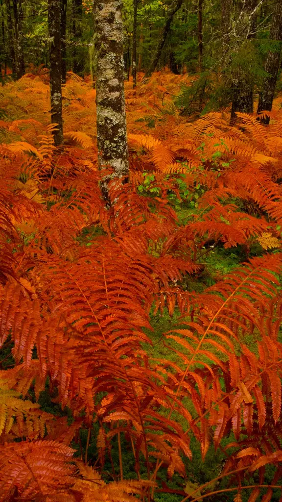 亡灵节上点缀公墓的万寿菊，墨西哥米却肯州