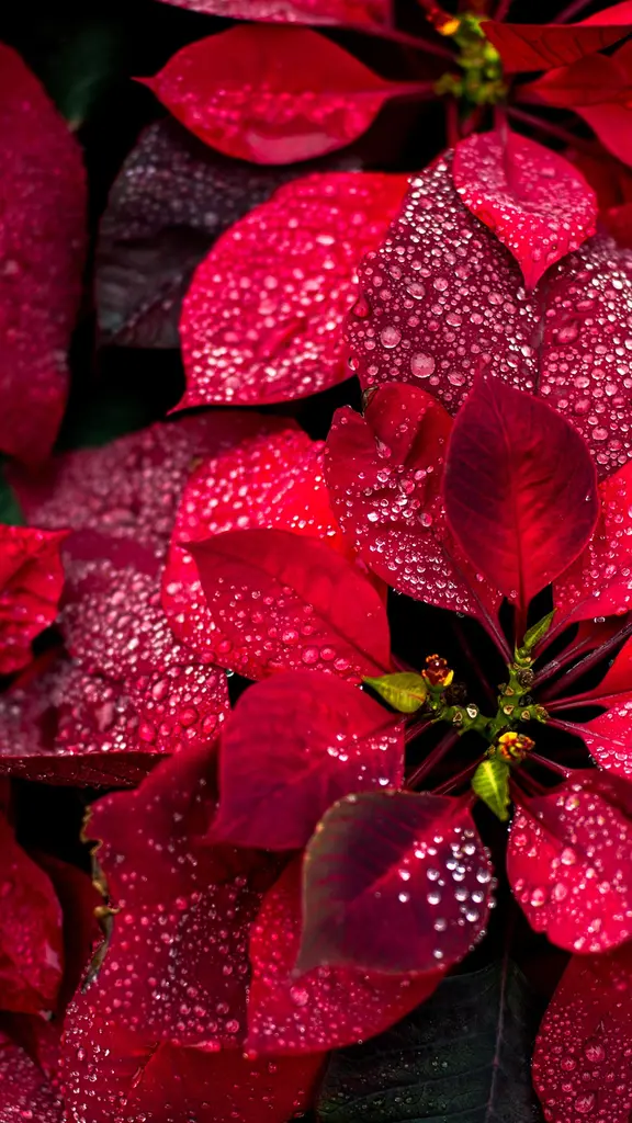 今日は米国のポインセチアの日