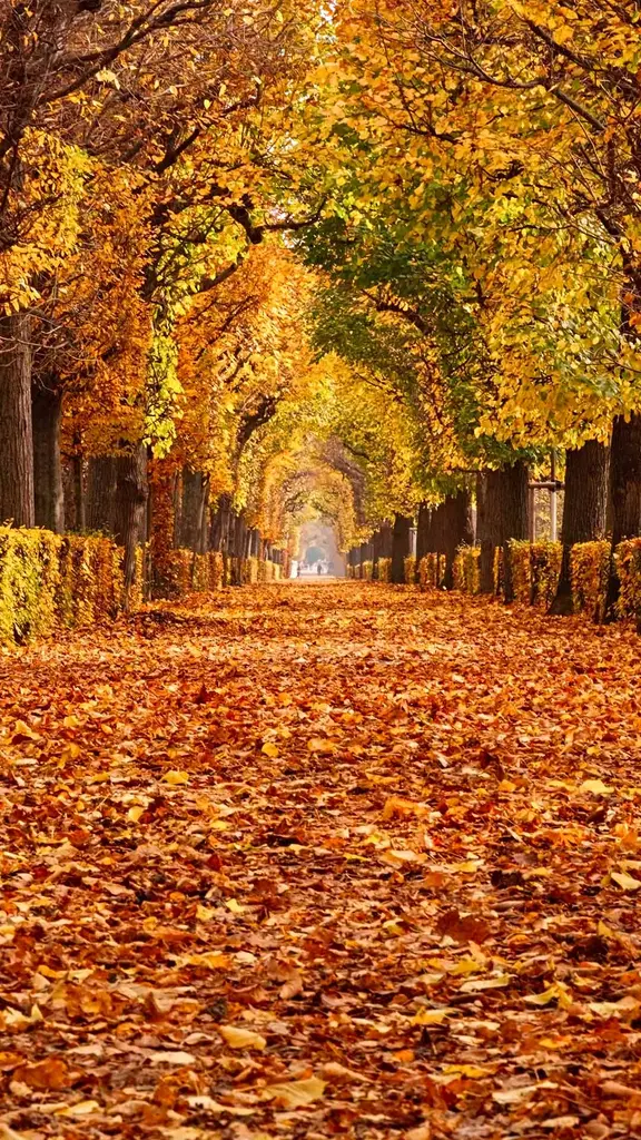 落叶爱好者的天堂